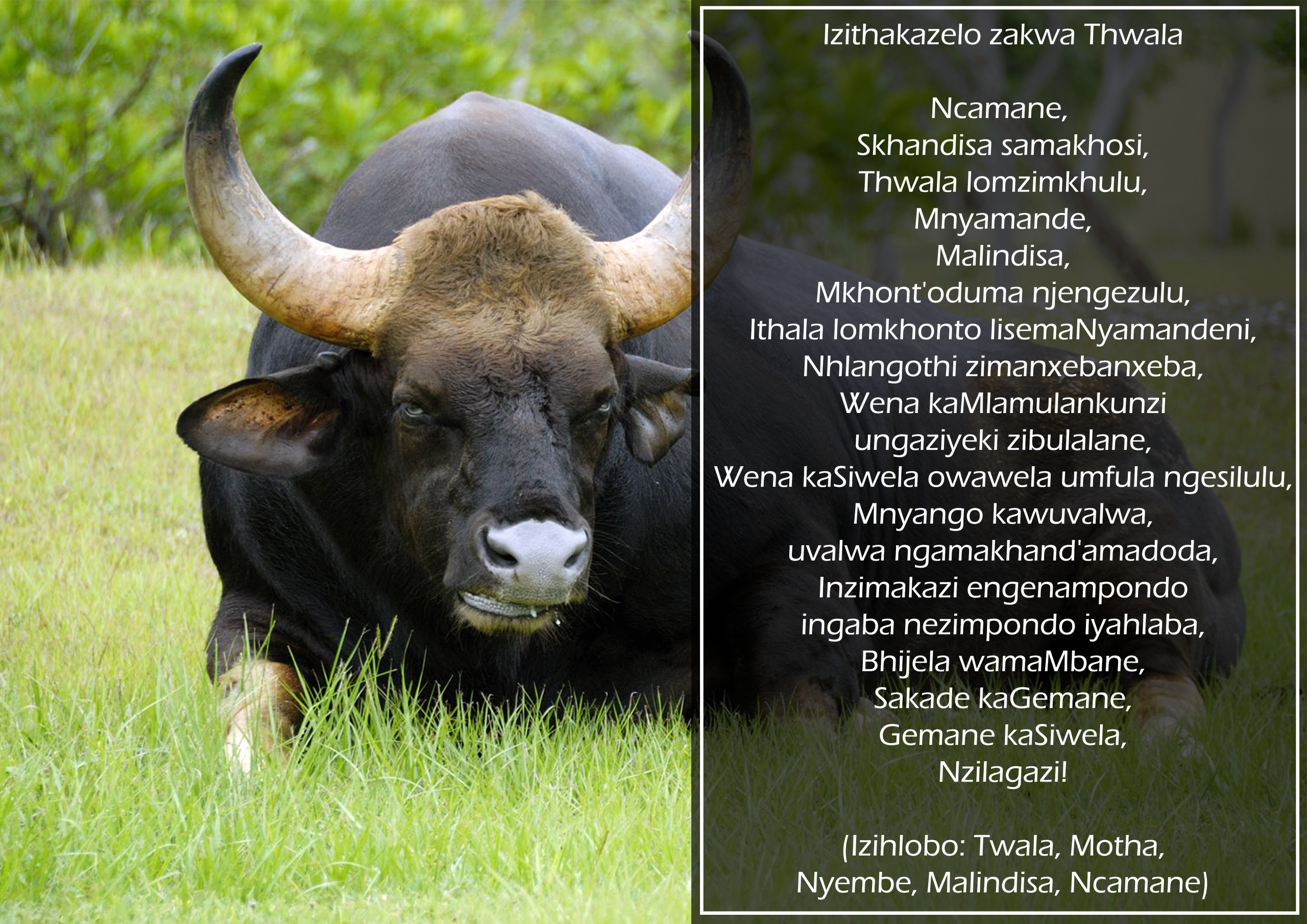 Thwala Clan Names